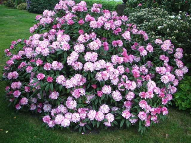 Rhododendron 'Brigitte' (Różanecznik 'Brigitte')