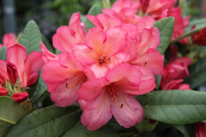 Rododendron 'Balalaika' (Różanecznik 'Balalaika')