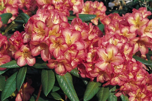 Rododendron 'Balalaika' (Różanecznik 'Balalaika')
