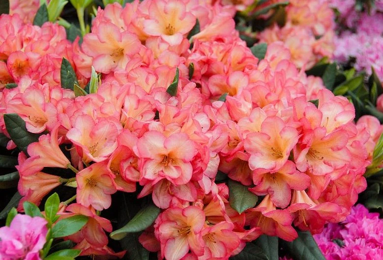 Rododendron 'Balalaika' (Różanecznik 'Balalaika')