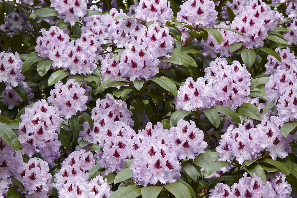 Rododendron 'Blue Peter' (Różanecznik 'Blue Peter')