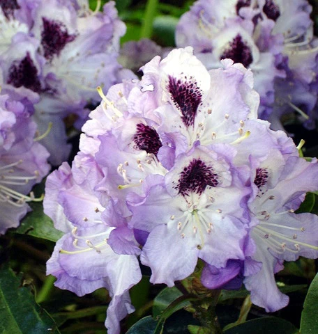 Rododendron 'Blue Peter' (Różanecznik 'Blue Peter')