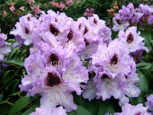 Rododendron 'Blue Peter' (Różanecznik 'Blue Peter')