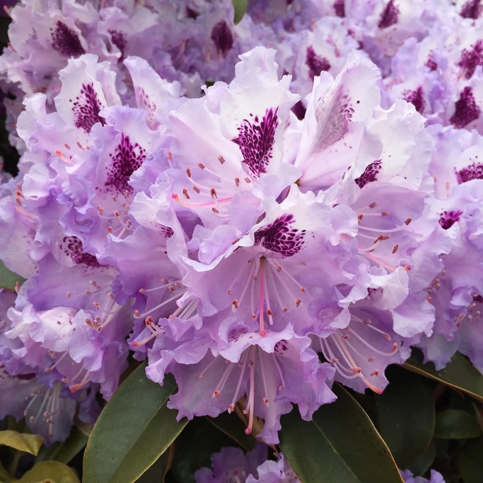 Rododendron 'Blue Peter' (Różanecznik 'Blue Peter')