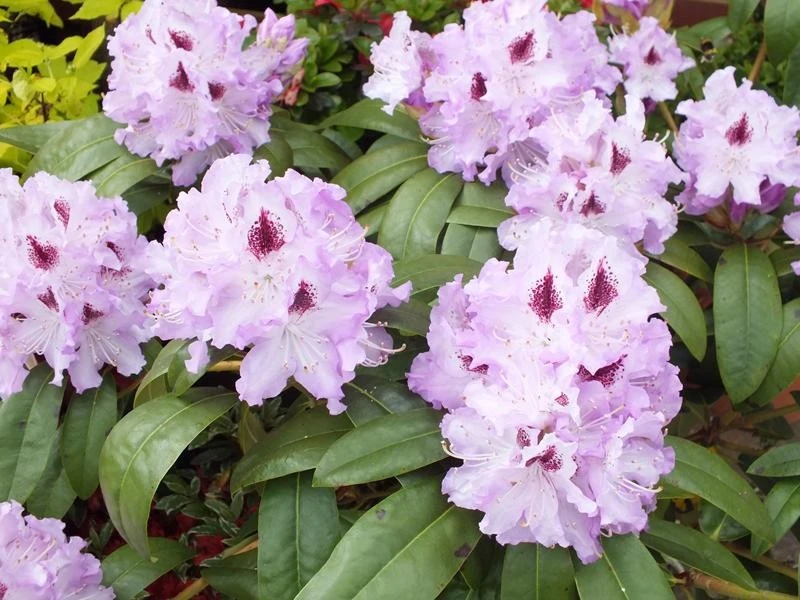 Rododendron 'Blue Peter' (Różanecznik 'Blue Peter')