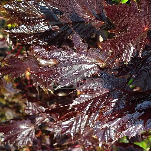 Acer platanoides 'Crimson Sentry'(Klon pospolity 'Crimson Sentry')