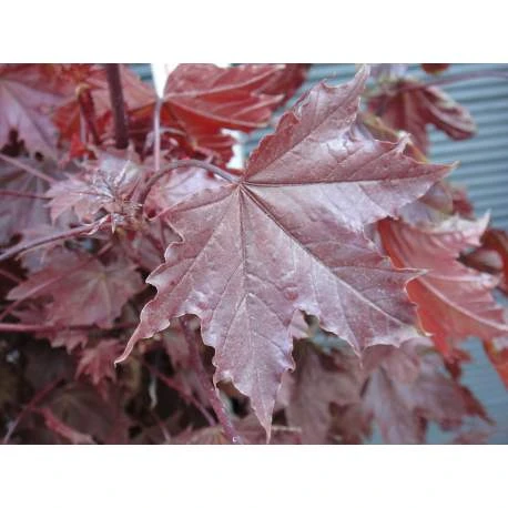 Acer platanoides 'Crimson Sentry'(Klon pospolity 'Crimson Sentry')