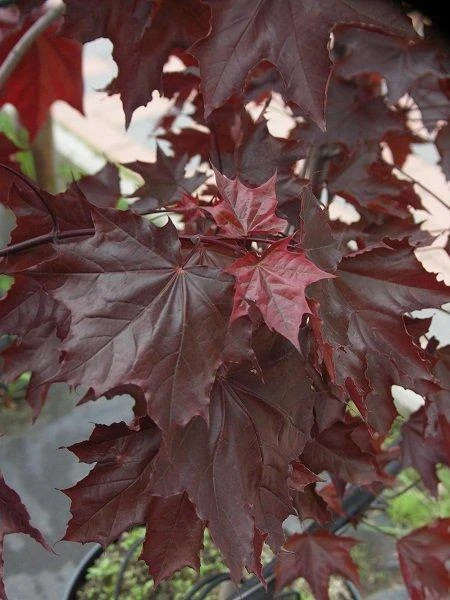 Acer platanoides 'Crimson Sentry'(Klon pospolity 'Crimson Sentry')