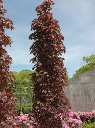 Acer platanoides 'Crimson Sentry'(Klon pospolity 'Crimson Sentry')