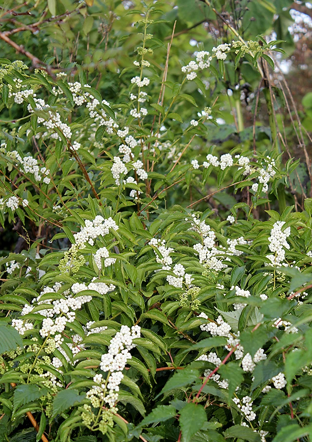 Callicarpa japonica 'Leucocarpa' (Pięknotka południowa 'Leucocarpa')