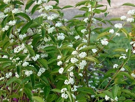 Callicarpa japonica 'Leucocarpa' (Pięknotka południowa 'Leucocarpa')