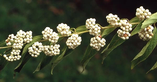 Callicarpa japonica 'Leucocarpa' (Pięknotka południowa 'Leucocarpa')