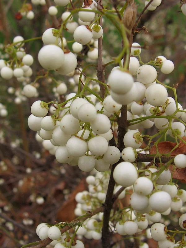 Callicarpa japonica 'Leucocarpa' (Pięknotka południowa 'Leucocarpa')