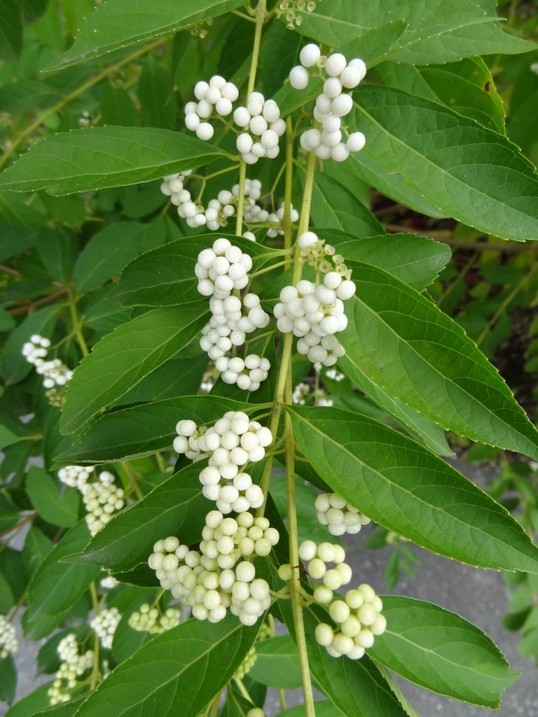 Callicarpa japonica 'Leucocarpa' (Pięknotka południowa 'Leucocarpa')