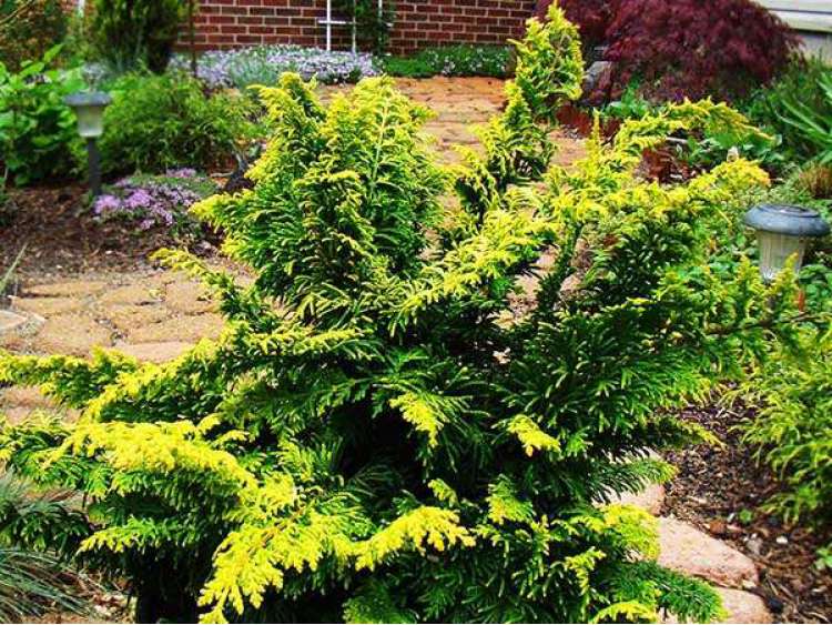 Chamaecyparis obtusa 'Fernspray' (Cyprysik tępołuskowy 'Fernspray')