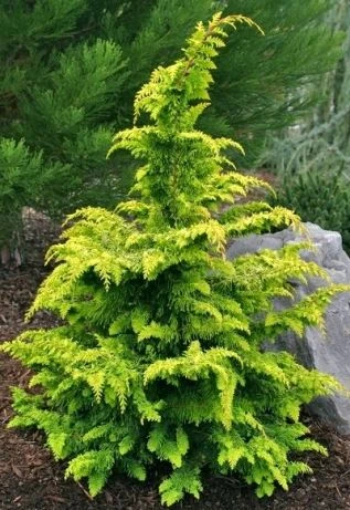 Chamaecyparis obtusa 'Fernspray' (Cyprysik tępołuskowy 'Fernspray')