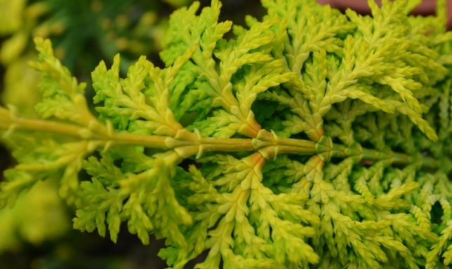 Chamaecyparis obtusa 'Fernspray' (Cyprysik tępołuskowy 'Fernspray')