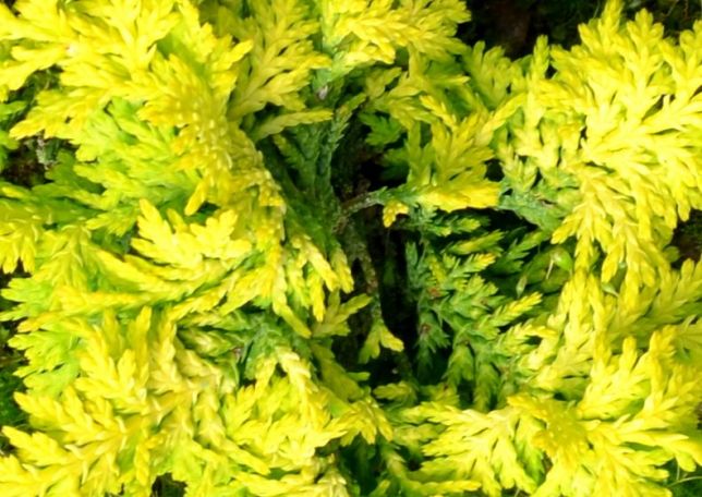 Chamaecyparis obtusa 'Fernspray' (Cyprysik tępołuskowy 'Fernspray')