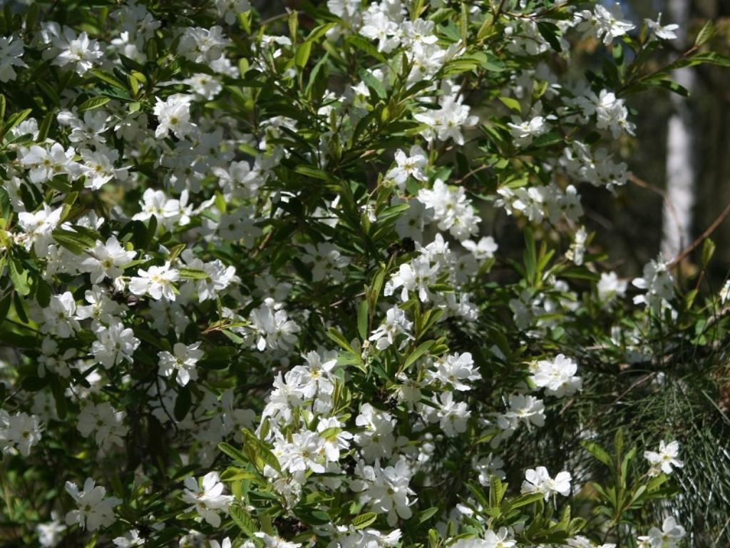 Exochorda racemosa (Obiela wielkokwiatowa)