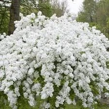 Exochorda racemosa (Obiela wielkokwiatowa)