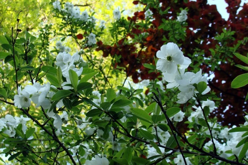 Exochorda racemosa (Obiela wielkokwiatowa)