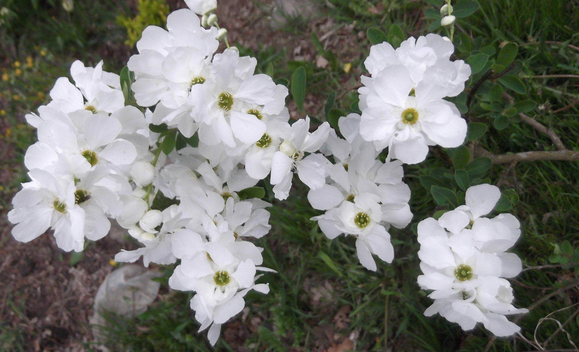 Exochorda racemosa (Obiela wielkokwiatowa)