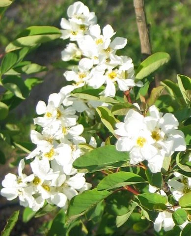 Exochorda racemosa (Obiela wielkokwiatowa)