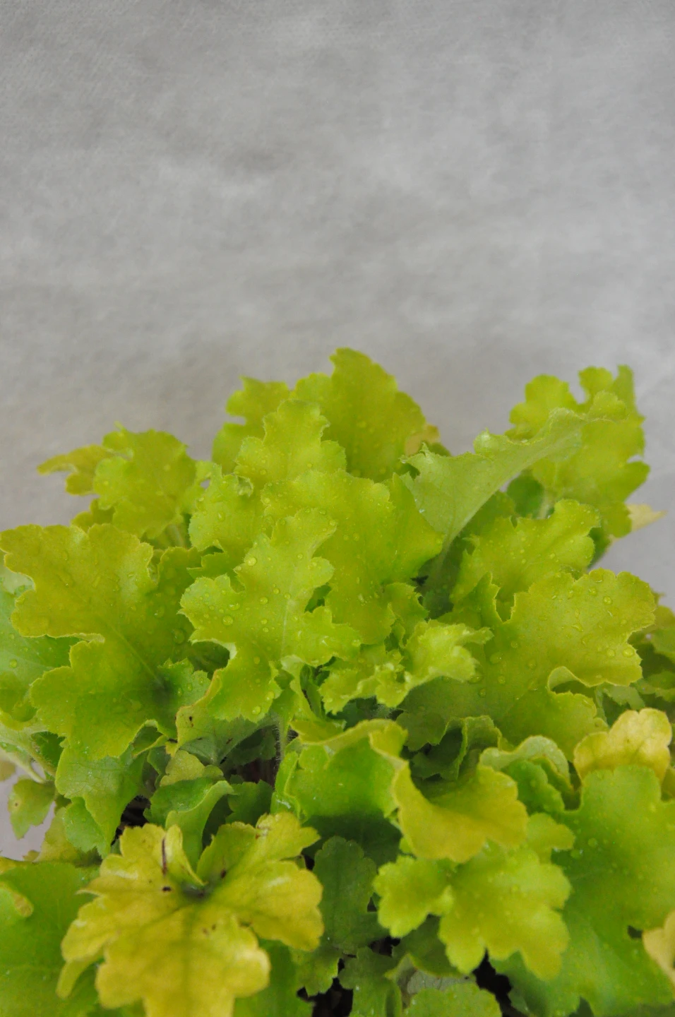 Heuchera micrantha 'Rex Lime' (Żurawka drobna 'Rex Lime')