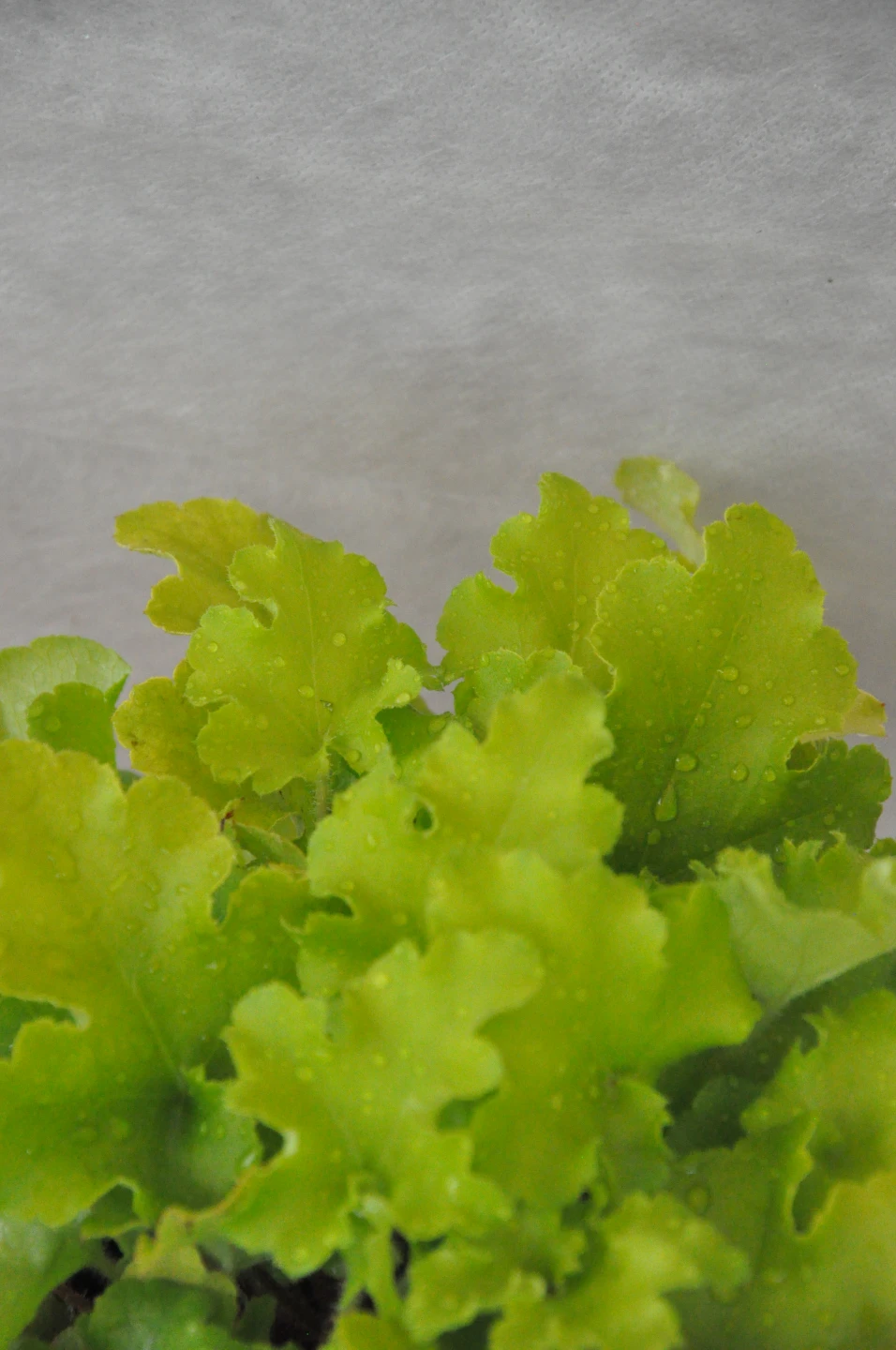 Heuchera micrantha 'Rex Lime' (Żurawka drobna 'Rex Lime')