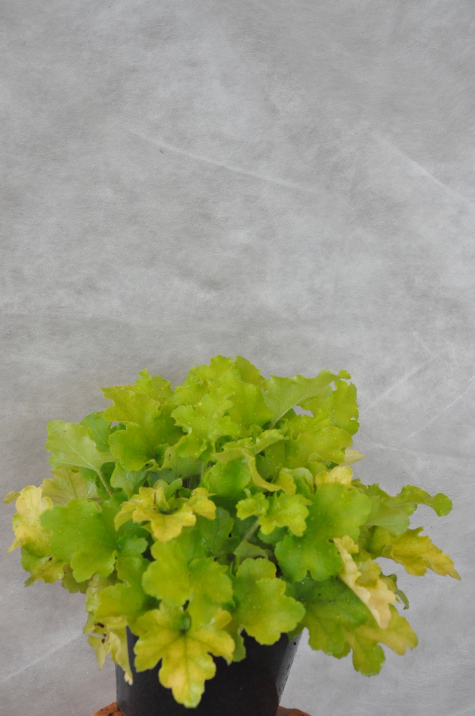 Heuchera micrantha 'Rex Lime' (Żurawka drobna 'Rex Lime')