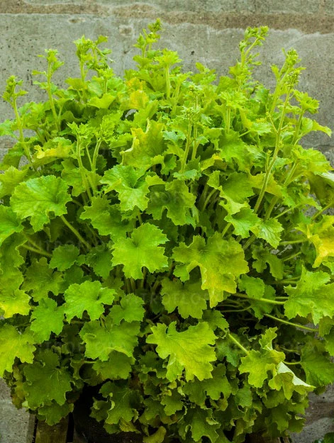 Heuchera micrantha 'Rex Lime' (Żurawka drobna 'Rex Lime')