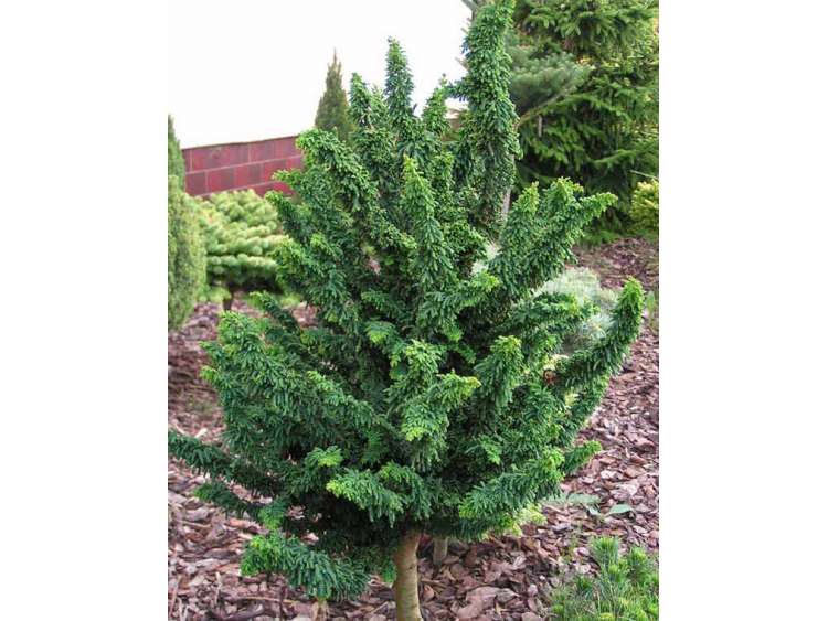 Chamaecyparis obtusa 'Chirimen' (Cyprysik tępołuskowy 'Chirimen')