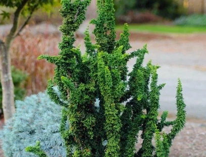 Chamaecyparis obtusa 'Chirimen' (Cyprysik tępołuskowy 'Chirimen')