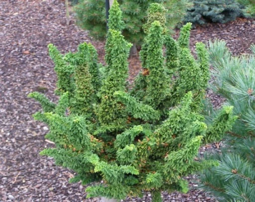Chamaecyparis obtusa 'Chirimen' (Cyprysik tępołuskowy 'Chirimen')