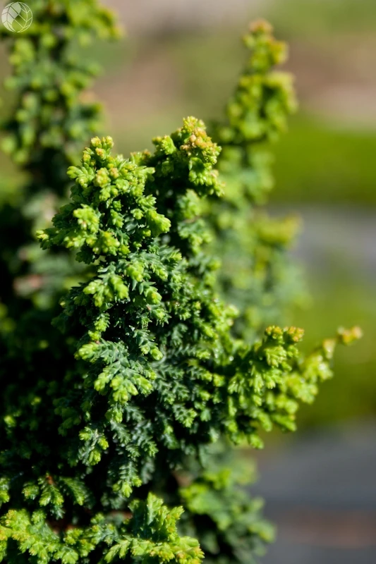 Chamaecyparis obtusa 'Chirimen' (Cyprysik tępołuskowy 'Chirimen')