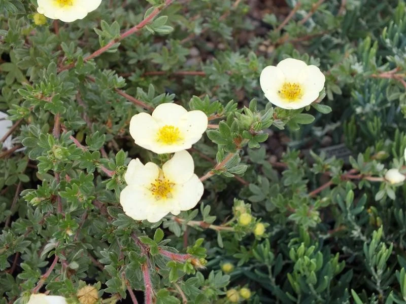 Potentilla fruticosa 'Primose Beauty' (Pięciornik krzewiasty 'Primose Beauty')