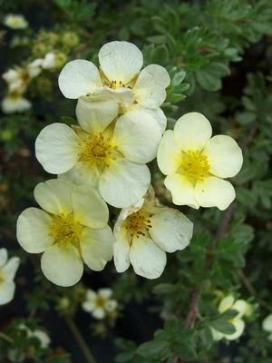 Potentilla fruticosa 'Primose Beauty' (Pięciornik krzewiasty 'Primose Beauty')