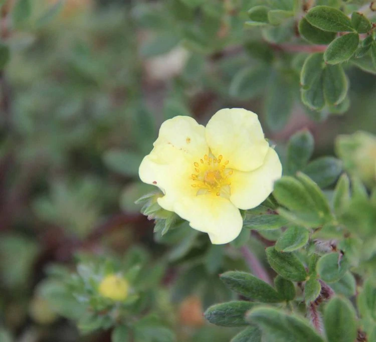 Potentilla fruticosa 'Primose Beauty' (Pięciornik krzewiasty 'Primose Beauty')