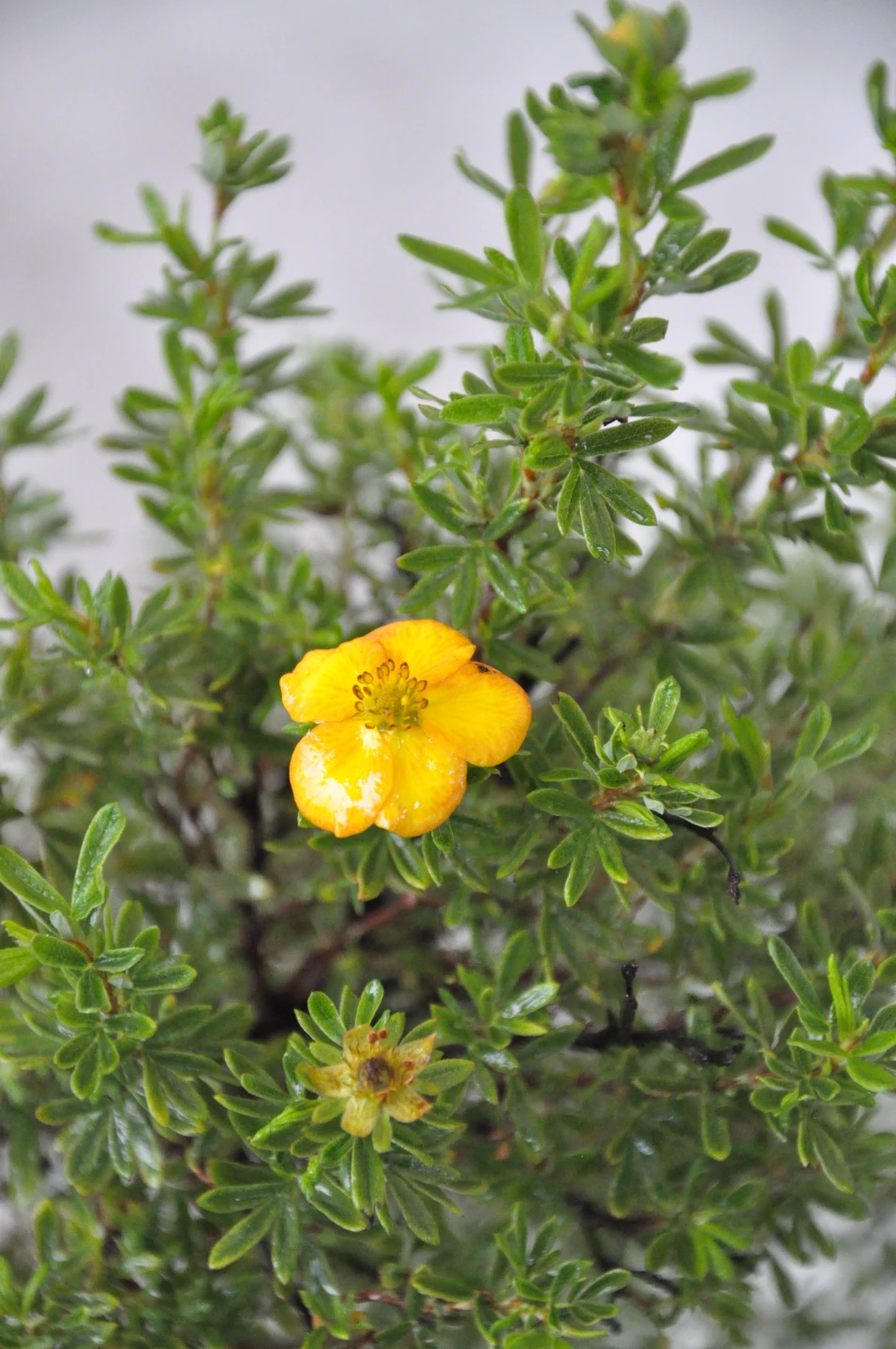 Potentilla fruticosa 'Bella Sol' (Pięciornik krzewiasty 'Bella Sol')
