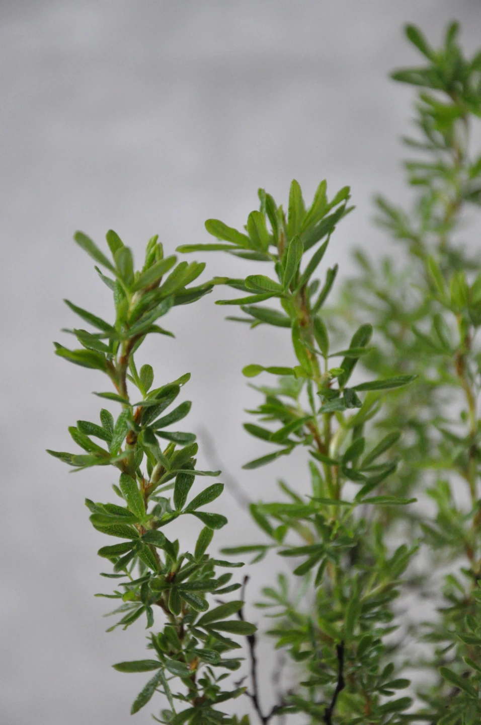 Potentilla fruticosa 'Bella Sol' (Pięciornik krzewiasty 'Bella Sol')