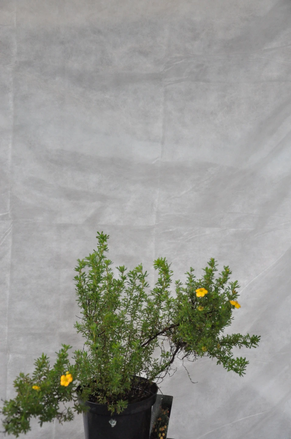 Potentilla fruticosa 'Bella Sol' (Pięciornik krzewiasty 'Bella Sol')