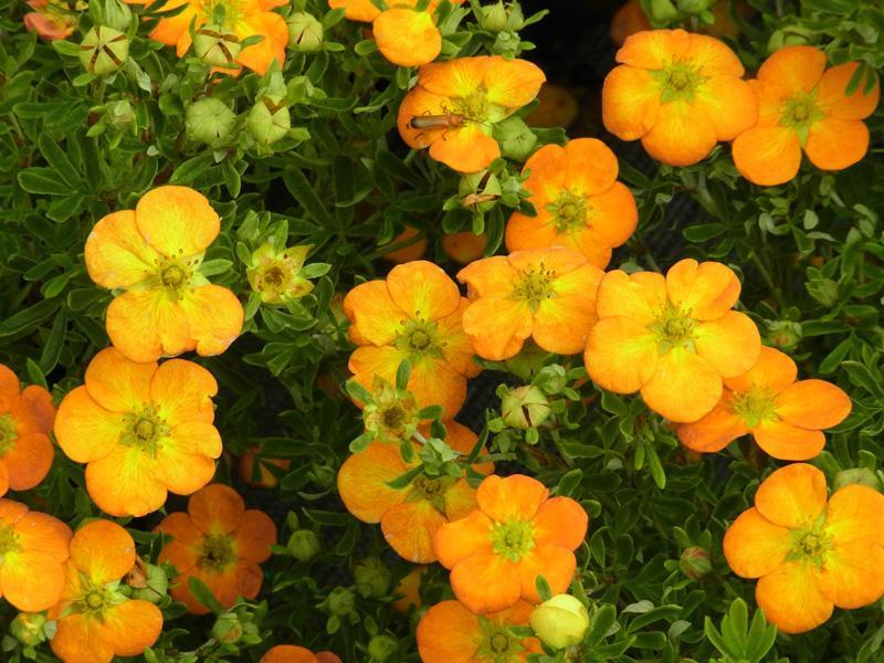 Potentilla fruticosa 'Bella Sol' (Pięciornik krzewiasty 'Bella Sol')