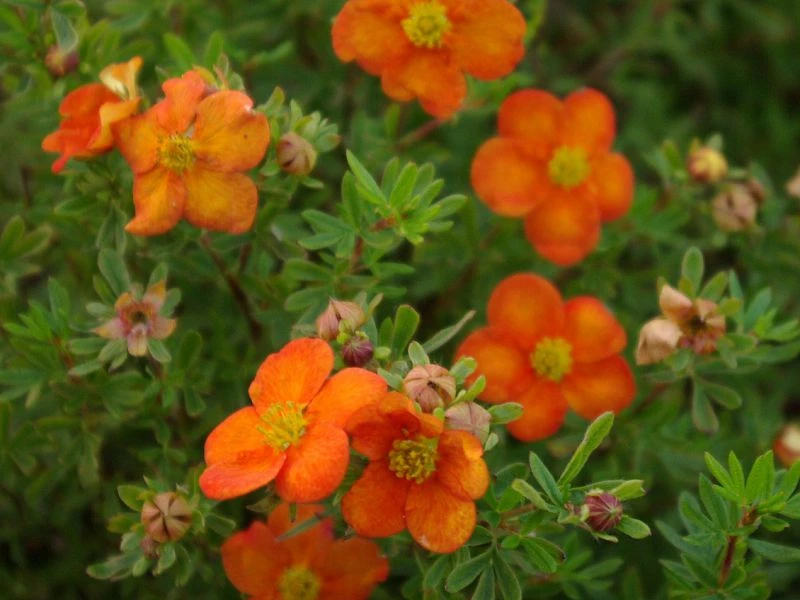 Potentilla fruticosa 'Bella Sol' (Pięciornik krzewiasty 'Bella Sol')