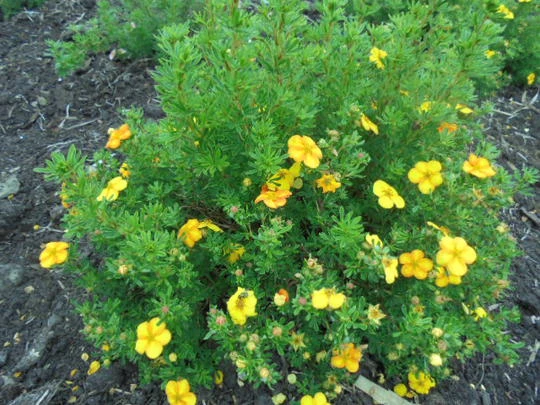 Potentilla fruticosa 'Bella Sol' (Pięciornik krzewiasty 'Bella Sol')