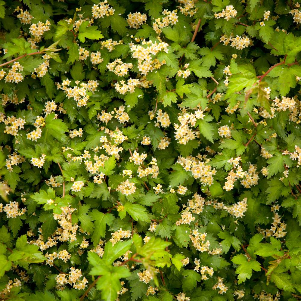 Stephanandra incisa 'Crispa' (Tawulec pogiety 'Crispa')