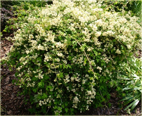 Stephanandra incisa 'Crispa' (Tawulec pogiety 'Crispa')