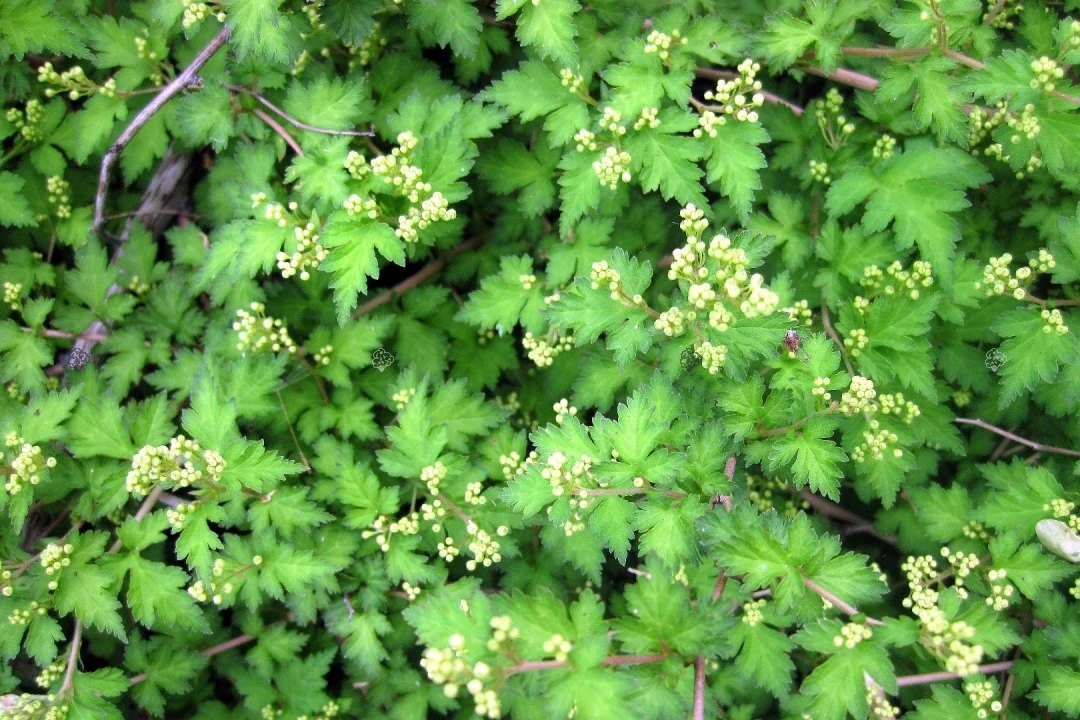 Stephanandra incisa 'Crispa' (Tawulec pogiety 'Crispa')