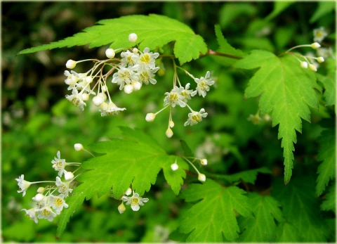 Stephanandra incisa 'Crispa' (Tawulec pogiety 'Crispa')