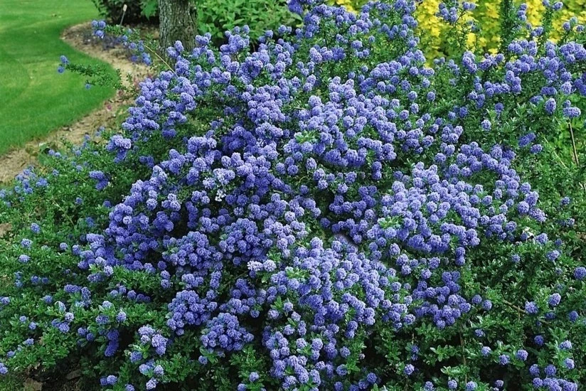 Ceanothus 'Blue Mound' (Prusznik 'Blue Mound')