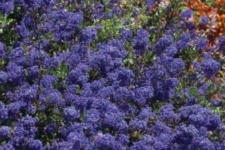 Ceanothus 'Blue Mound' (Prusznik 'Blue Mound')